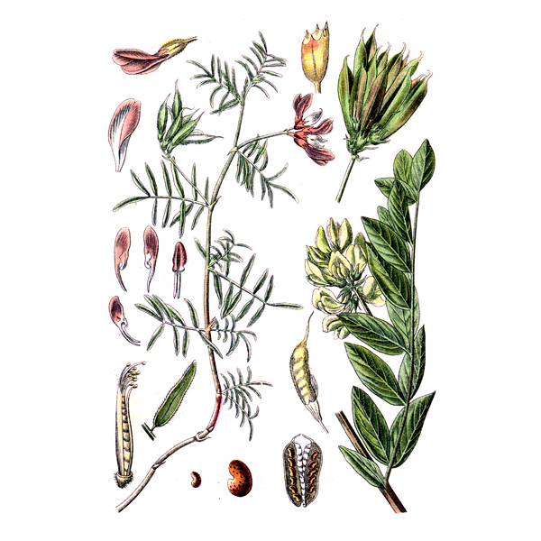 Астрагал перепончатый трава купить в Москве, цена и отзывы